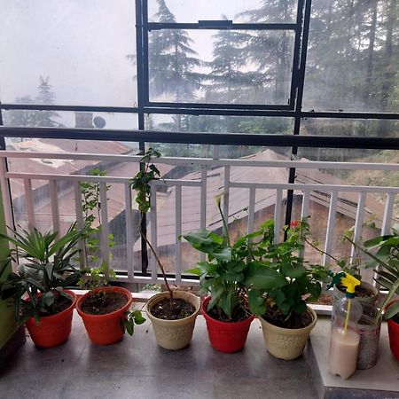 Tree Valley Homestay Chail Buitenkant foto