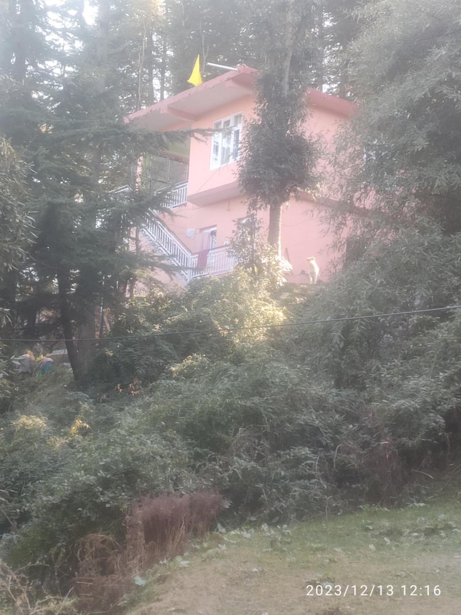 Tree Valley Homestay Chail Buitenkant foto