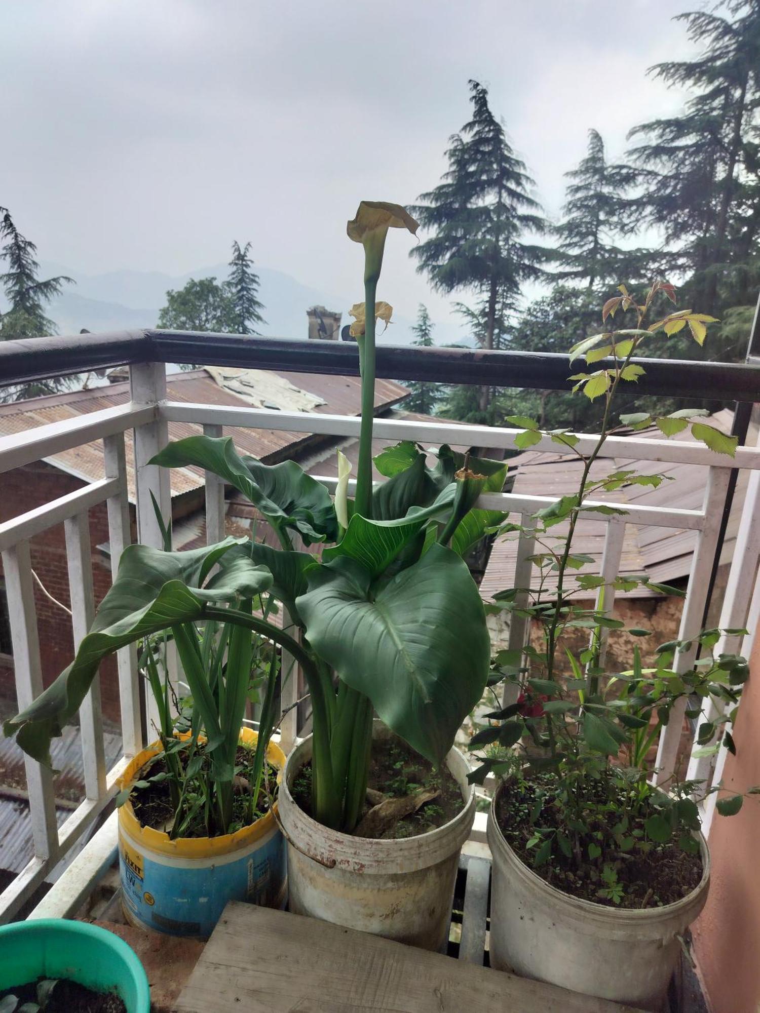 Tree Valley Homestay Chail Buitenkant foto