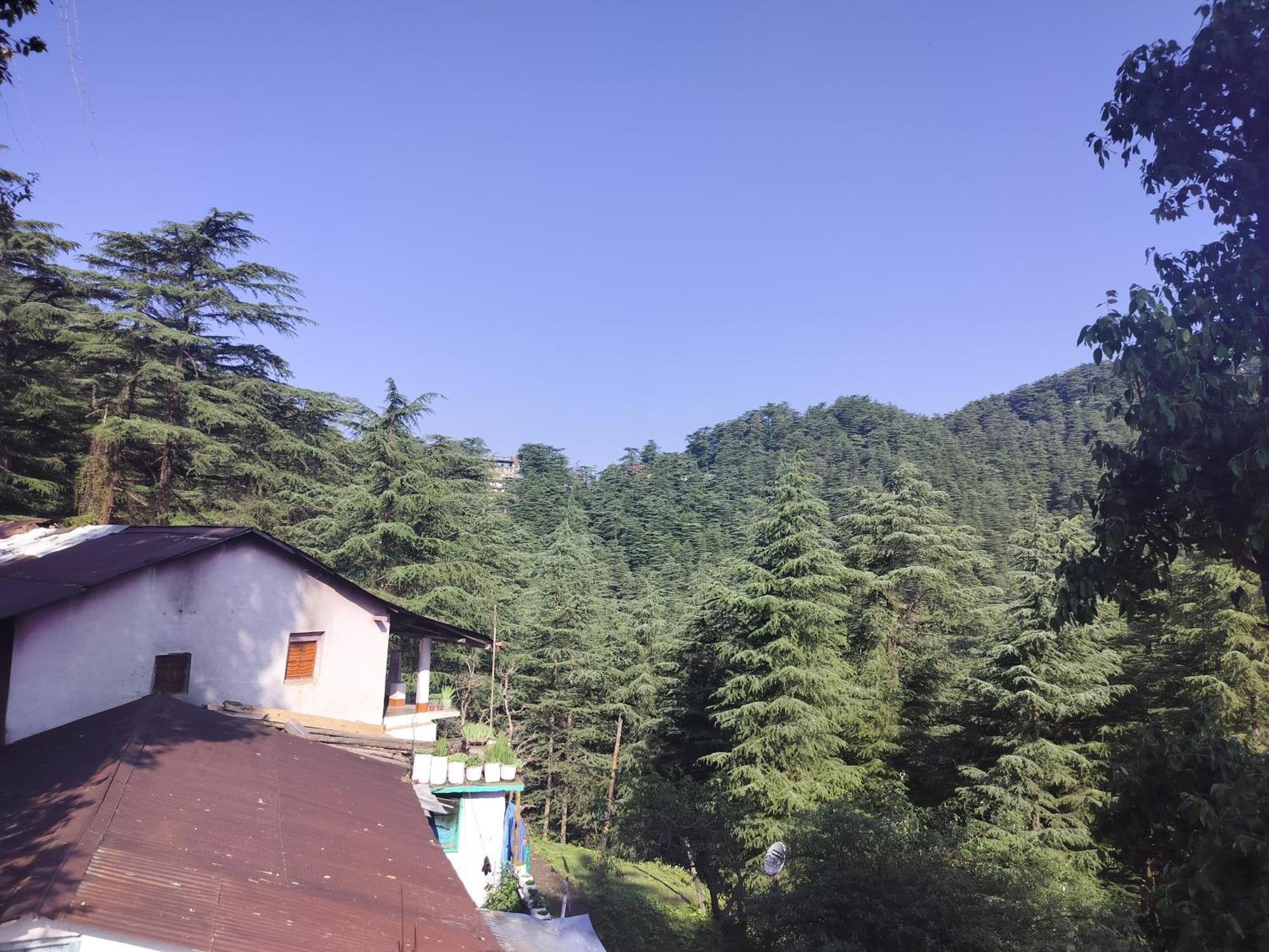 Tree Valley Homestay Chail Buitenkant foto