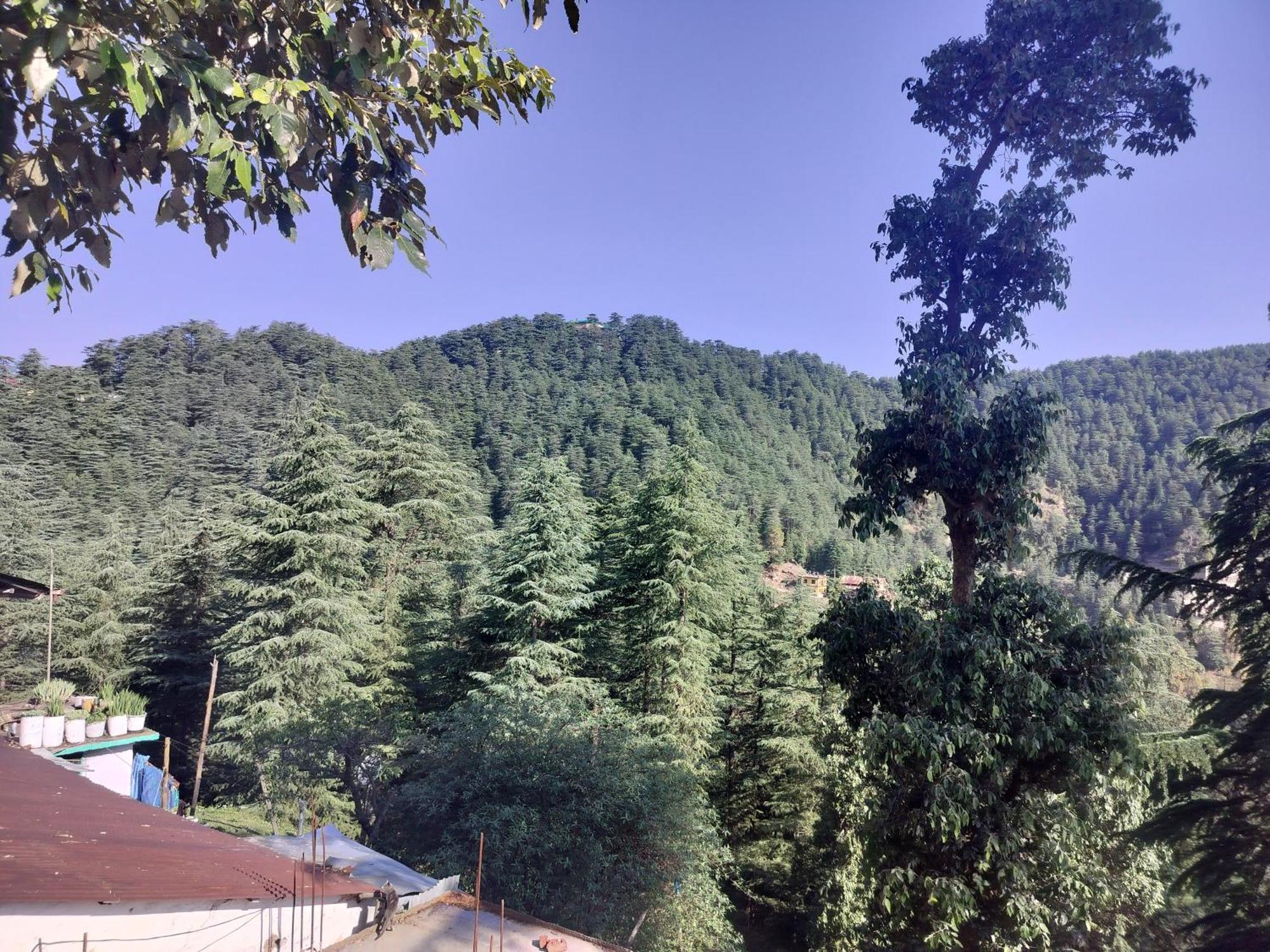Tree Valley Homestay Chail Buitenkant foto