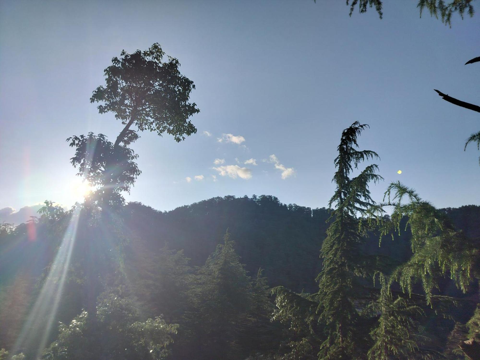 Tree Valley Homestay Chail Buitenkant foto