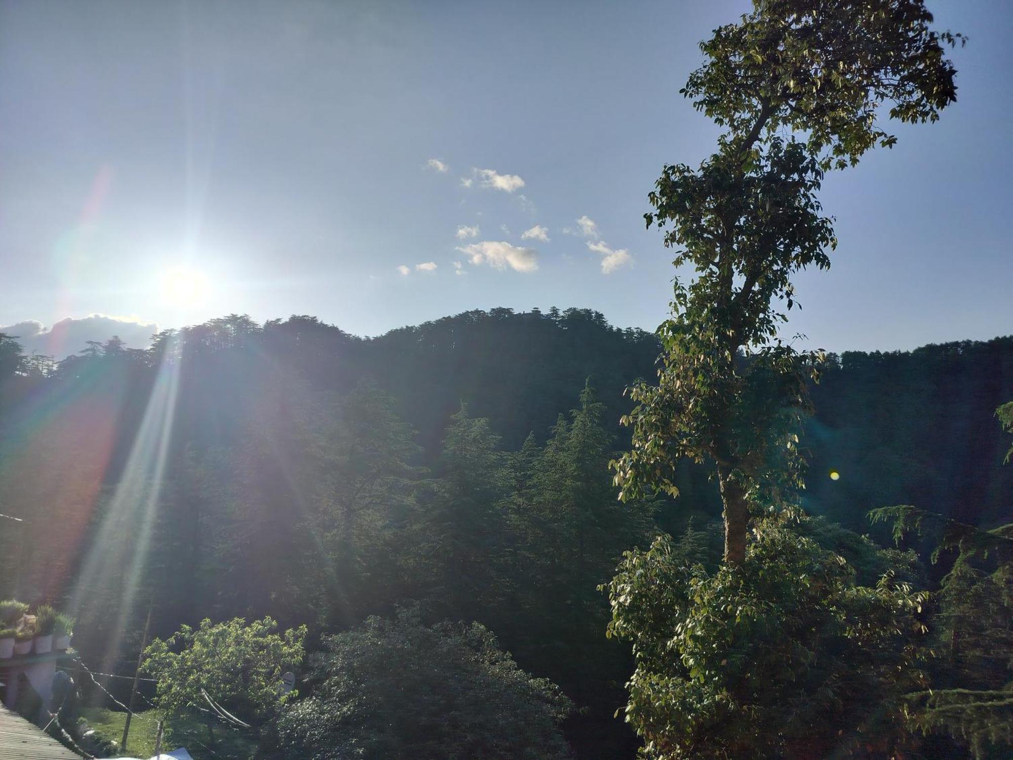 Tree Valley Homestay Chail Buitenkant foto